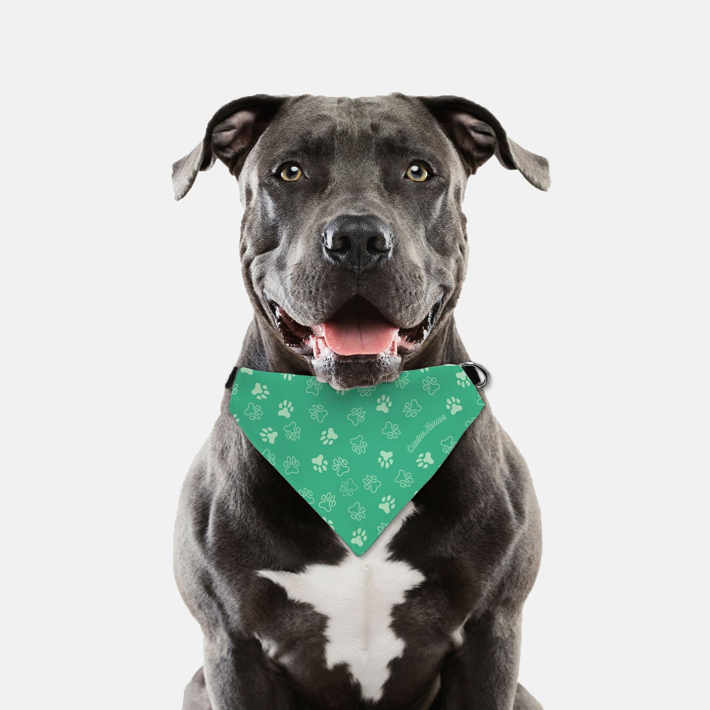 Herman Collar Bandana (Jade/Mint)