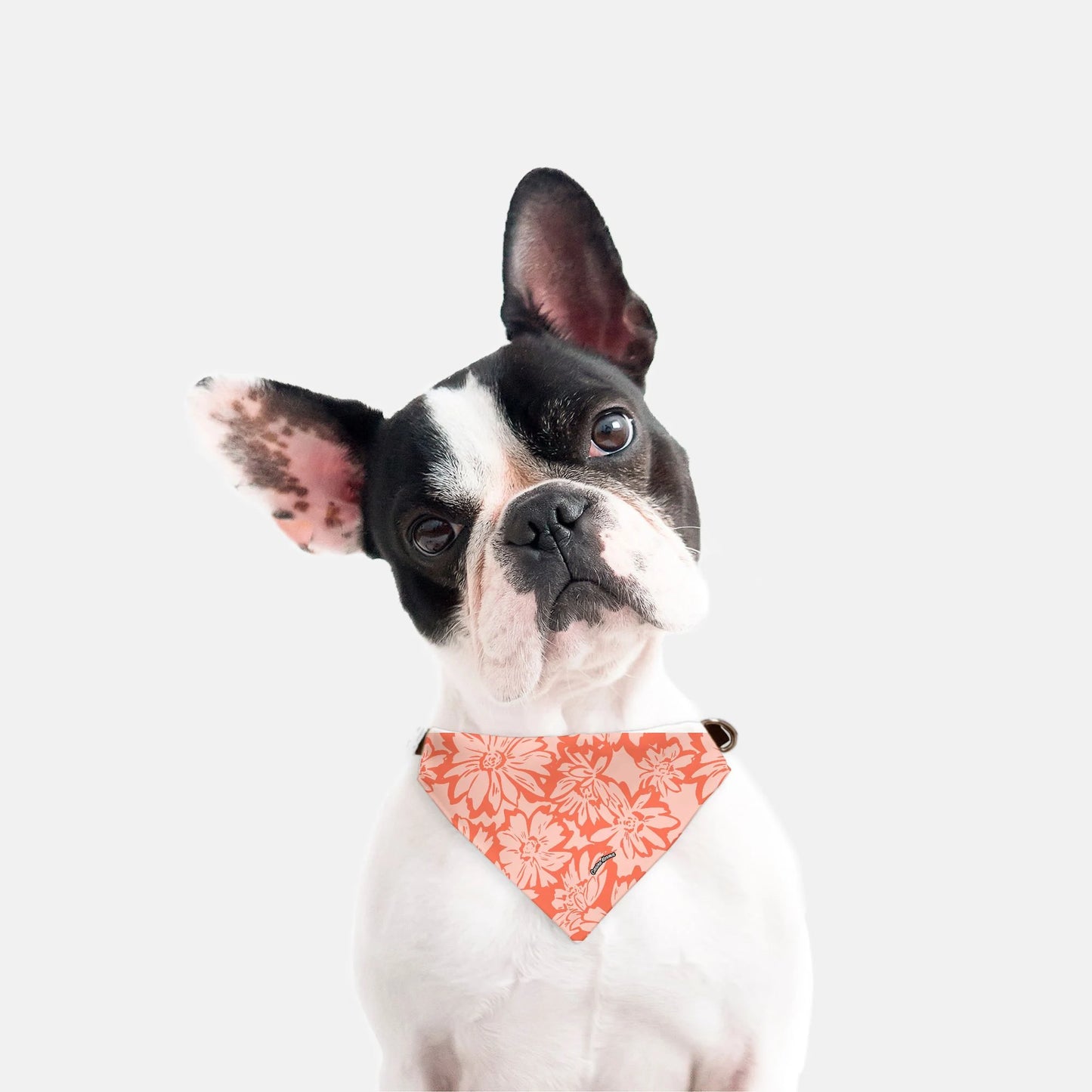 Lola Collar Bandana