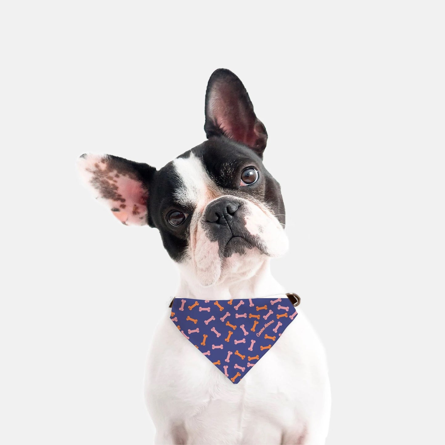 Buster Collar Bandana (Color Pop)