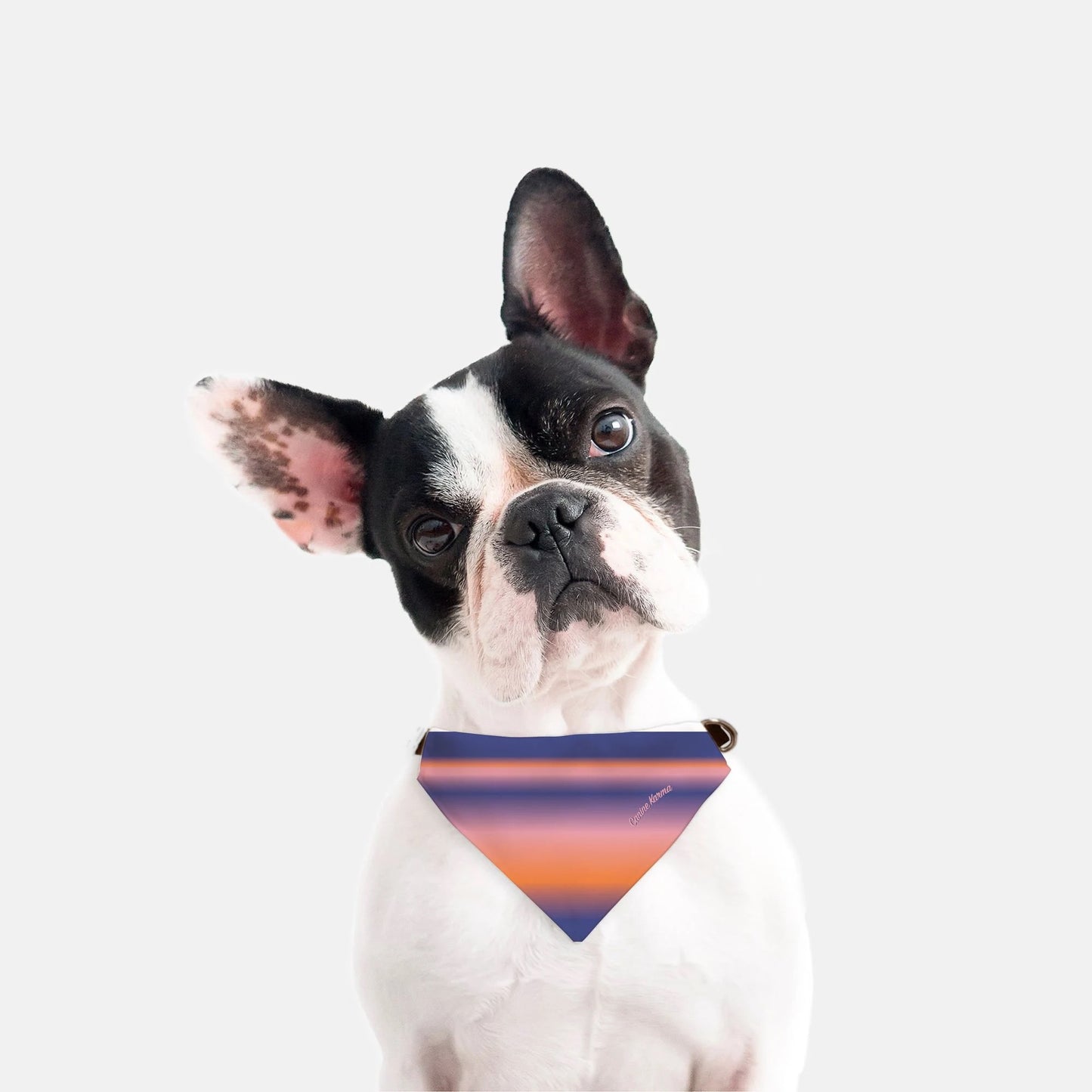 Malcolm Collar Bandana (Color Pop)