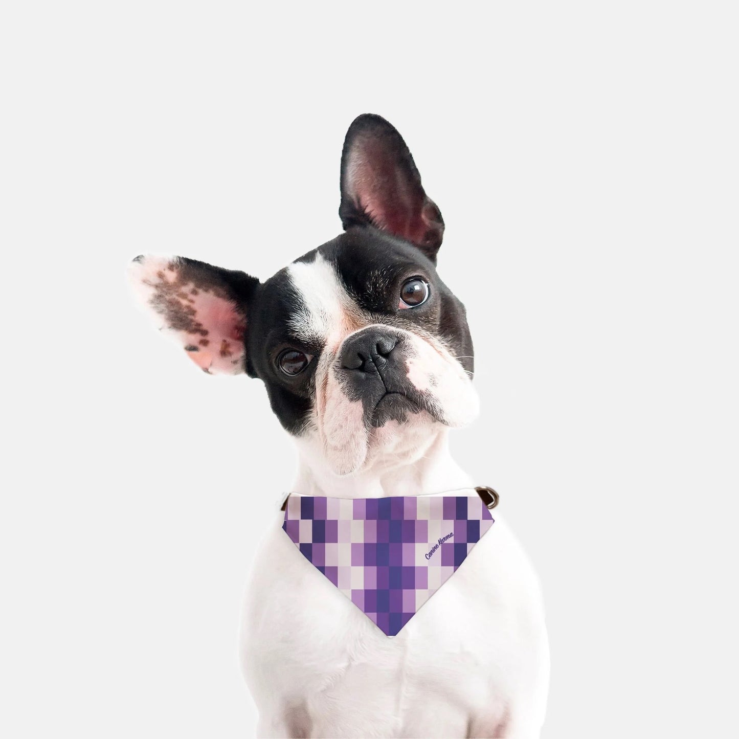 Zeke Collar Bandana (Purple)