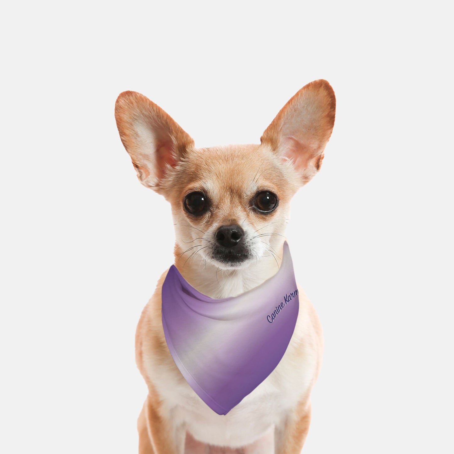 Aries Bandana (Purple Ombré)