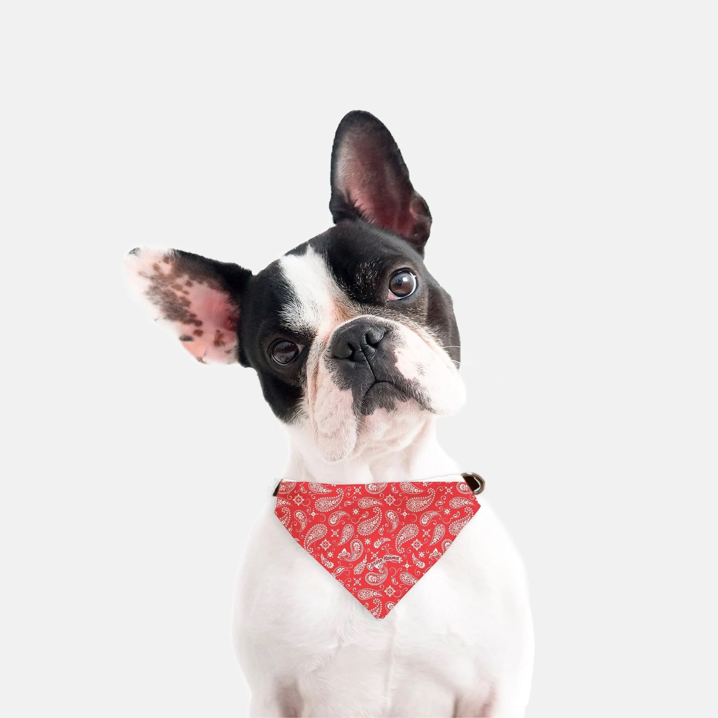 Sawyer Collar Bandana (Red)