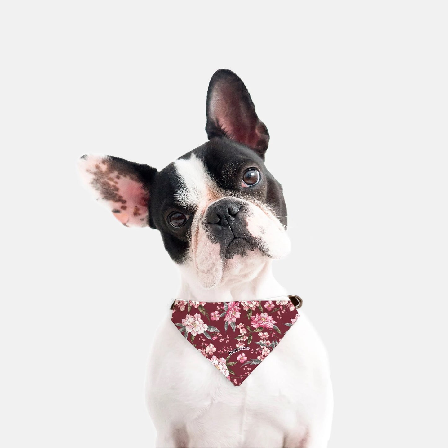 Stella Collar Bandana