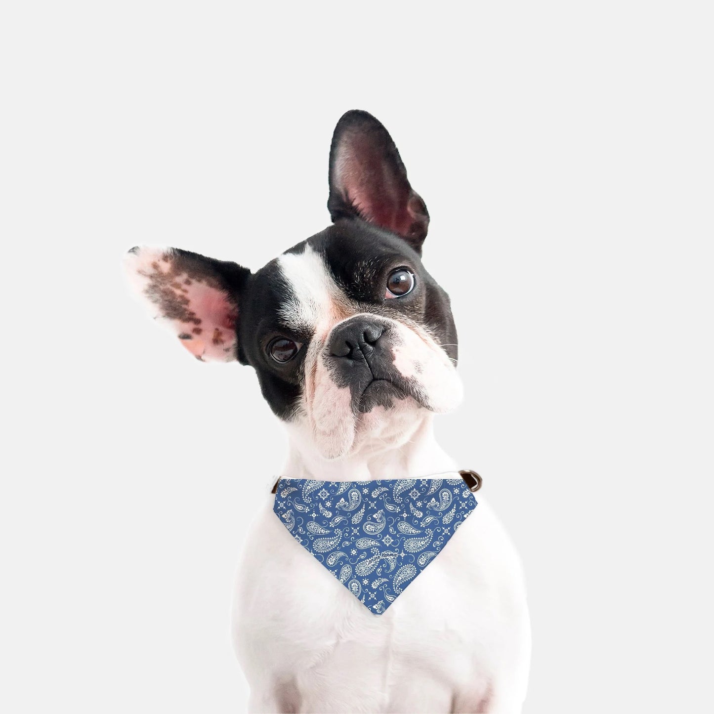 Sawyer Collar Bandana (Blue)