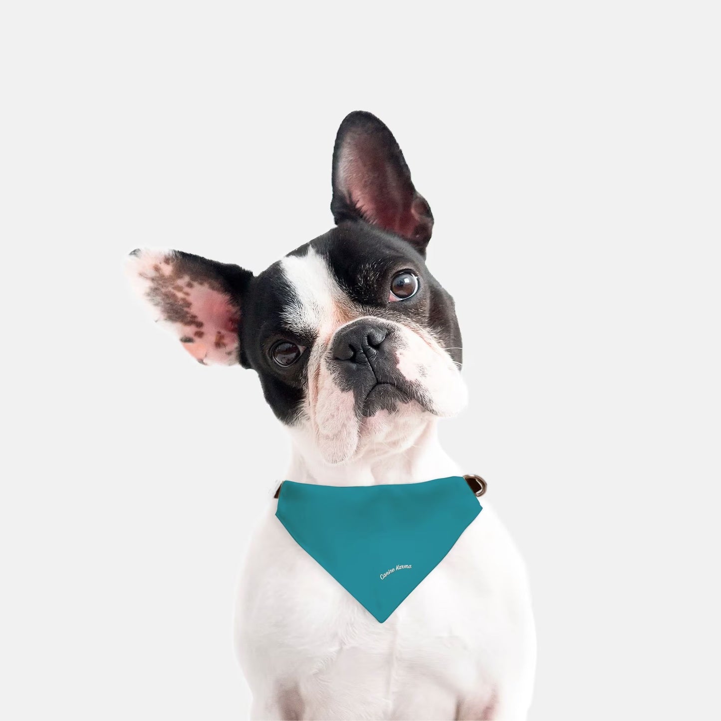 Finn Collar Bandana